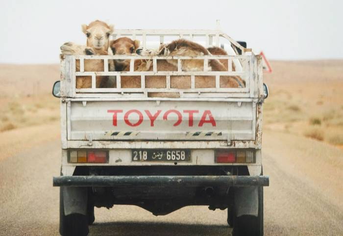 Camels in pick up truck © Martin Pitt, January 2025 tour