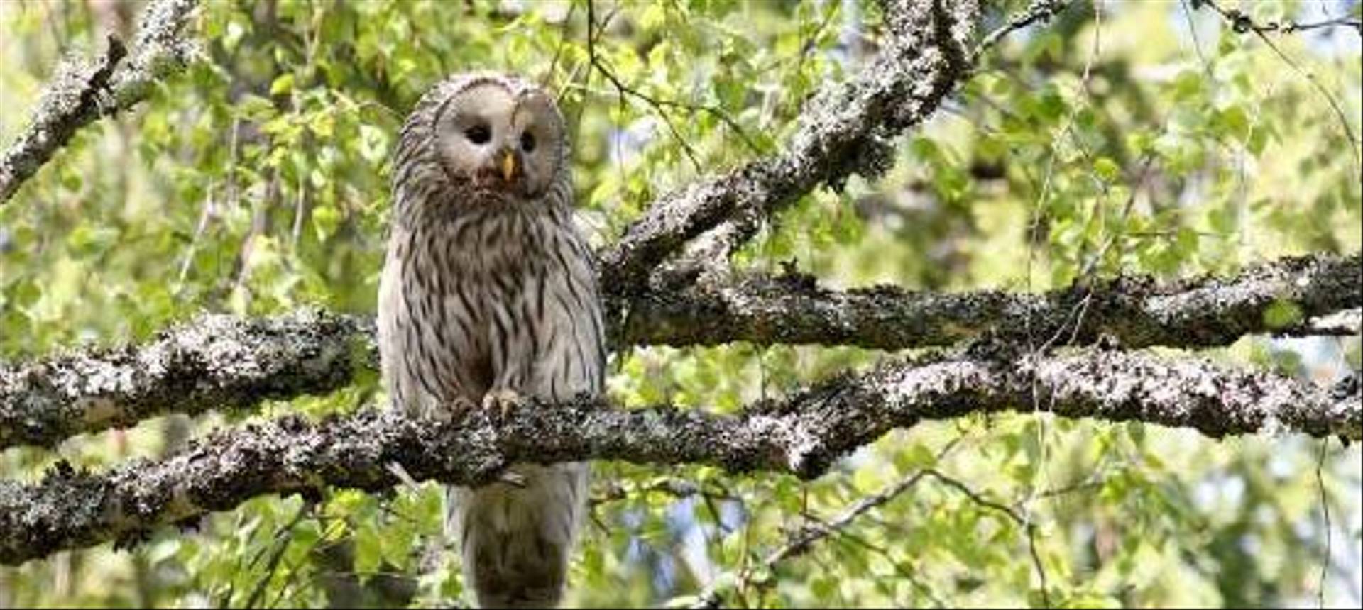 Female Ural Owl (Daniel Green)