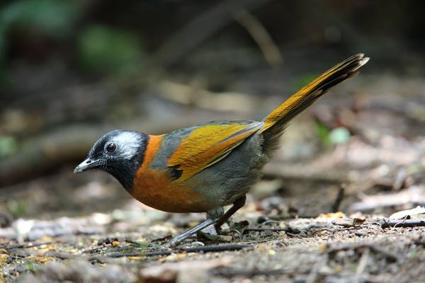 Collared Laughingthrush, Vietnam shutterstock_1124129390.jpg