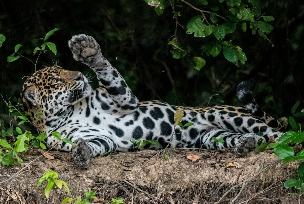 Jaguar (Tim Melling)