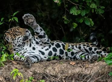 Brazil - Mammals of the Pantanal