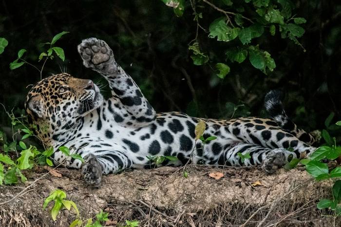 Jaguar (Tim Melling)