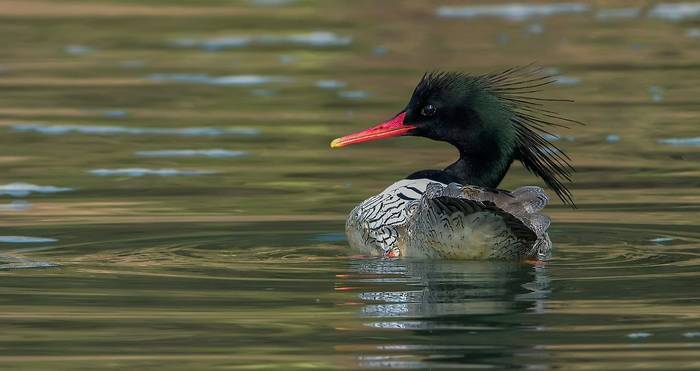 Scaly-sided Merganser, China shutterstock_541693753.jpg