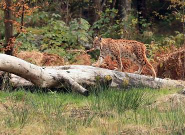 Estonia's Mammals - A Lynx, Bear & Squirrel Special