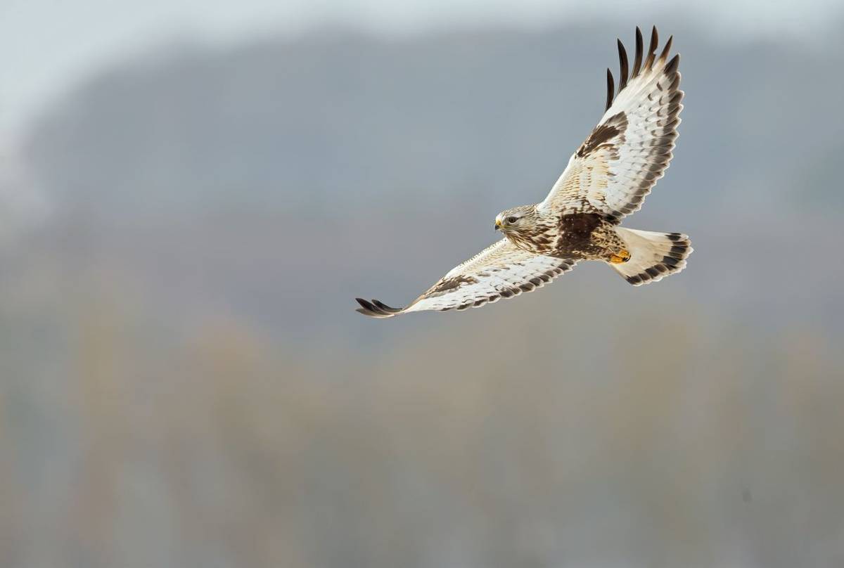 Rough-legged Buzzard