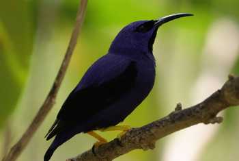 Purple Honeycreeper, Asa Wright Centre, Trinidad © John Moseley