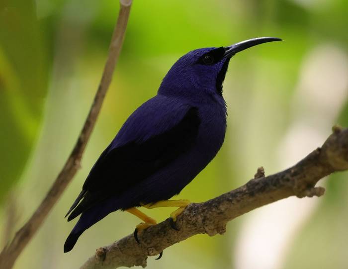 Purple Honeycreeper, Asa Wright Centre, Trinidad © John Moseley