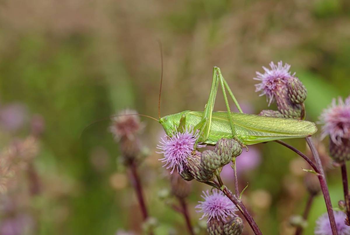 Great Green Bush Cricket shutterstock_2049066533.jpg