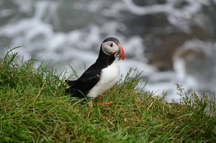 Puffin by D Phillips