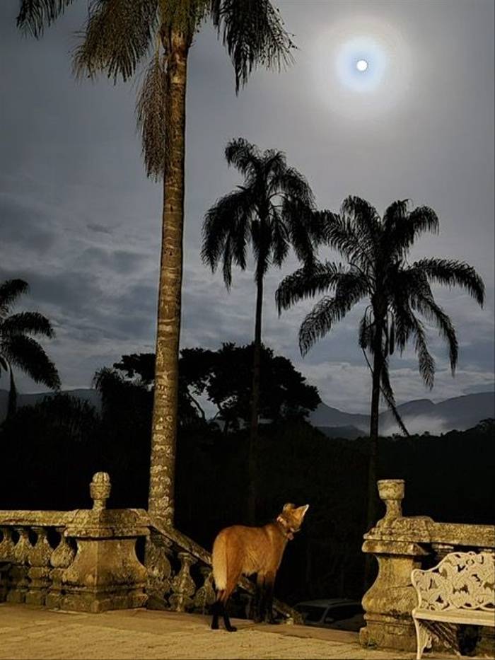 Maned Wolf by Paula Padrao Fonseca