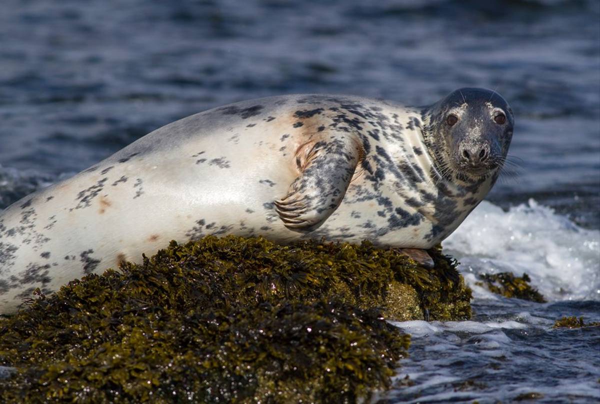 Grey Seal, Farne Islands (© Robert Harvey)