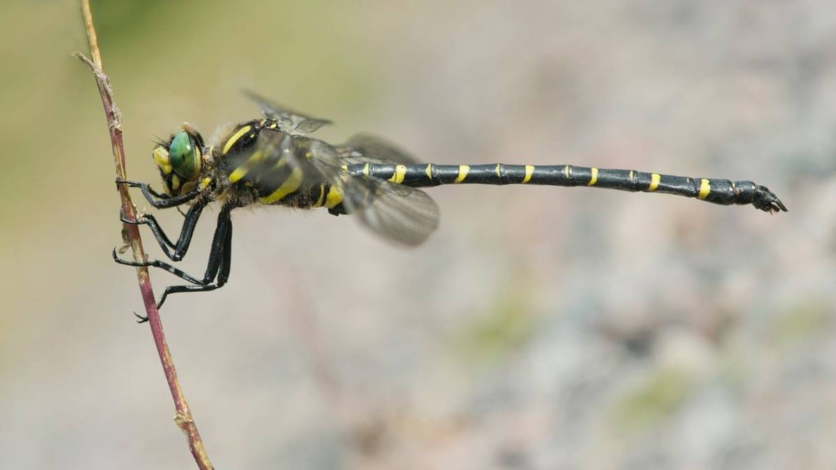 Golden Ringed Dragonfly Shutterstock 110208665