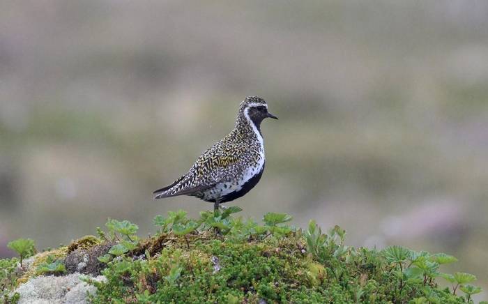 Golden Plover (Rob Campbell).JPG