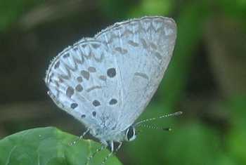 White-Banded Hedge-Blue (Marcus Cotton)