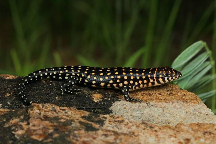 Short-necked Skink (Trachylepis brevicollis) © Laura and Bobby Bok, April 2023