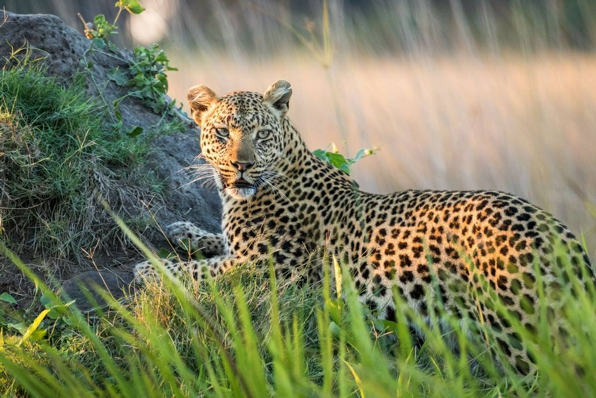 Leopard, Okavango Delta, Botswana shutterstock_690586696.jpg