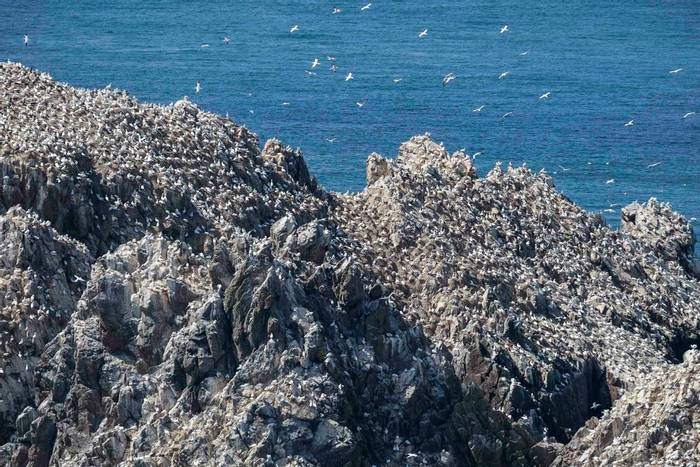 Gannet Rock