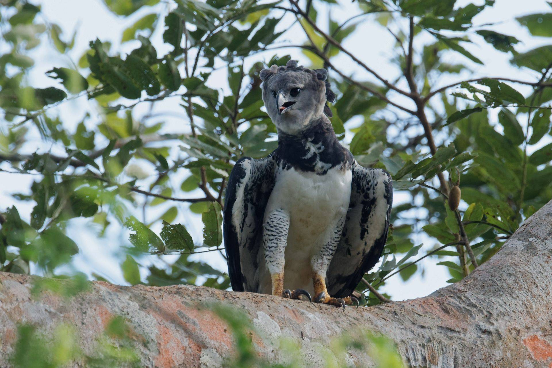 Panama - Harpy Eagle Special - Naturetrek