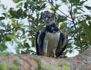 Panama - Harpy Eagle Special