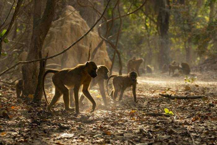 guinea baboon_3R54161.jpg