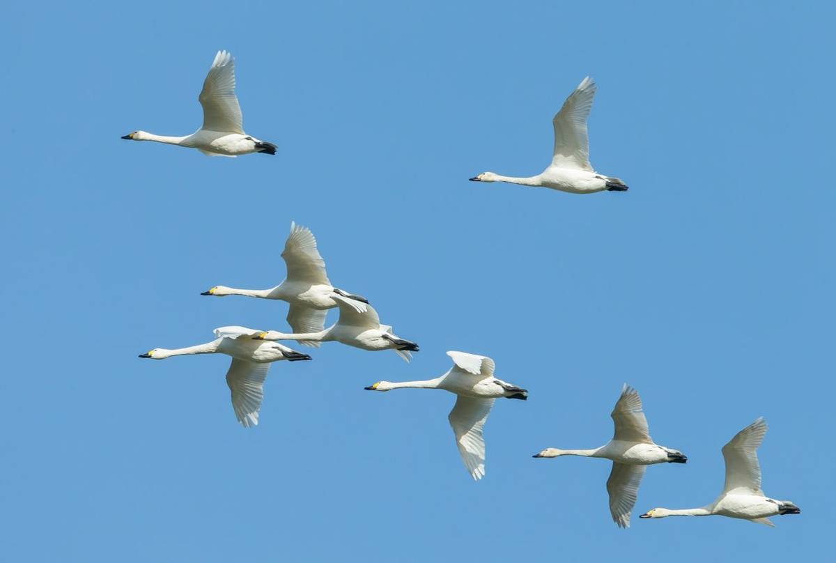 Whooper Swan