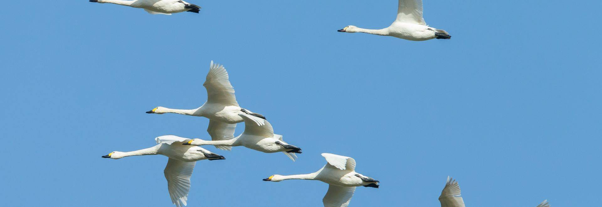 Whooper Swan