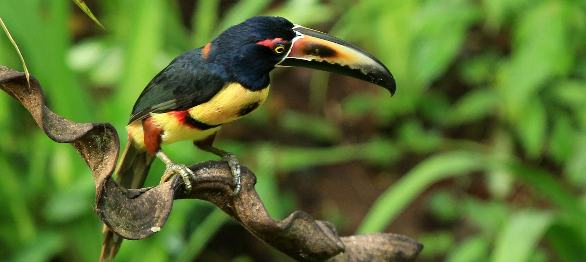 Collared Aracari (Janice Fiske)