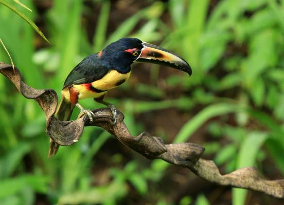 Collared Aracari (Janice Fiske)