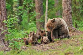 Brown Bears Finland (Erik Mandre Shutterstock 198189008)