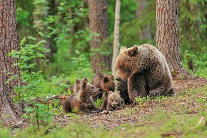 Brown Bears Finland (Erik Mandre Shutterstock 198189008)