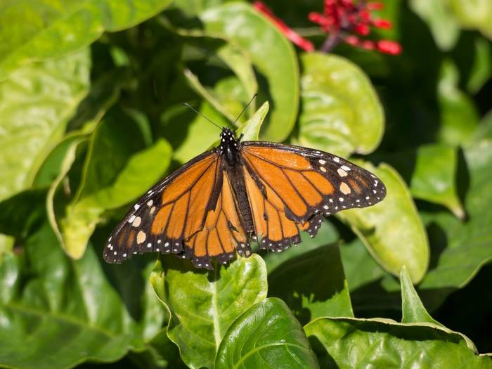 Monarch shutterstock_361494689.jpg