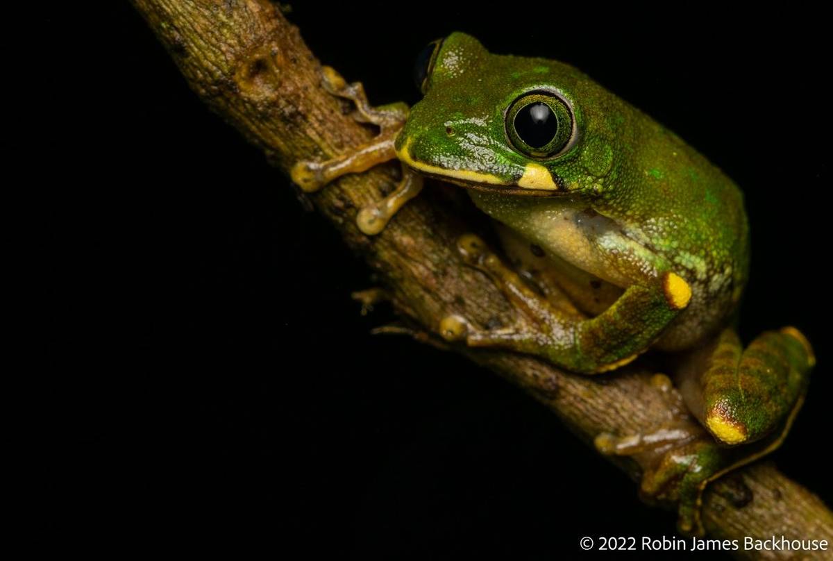 Mackay's Forest Treefrog (Leptopelis mackayi) © Robin James Backhouse