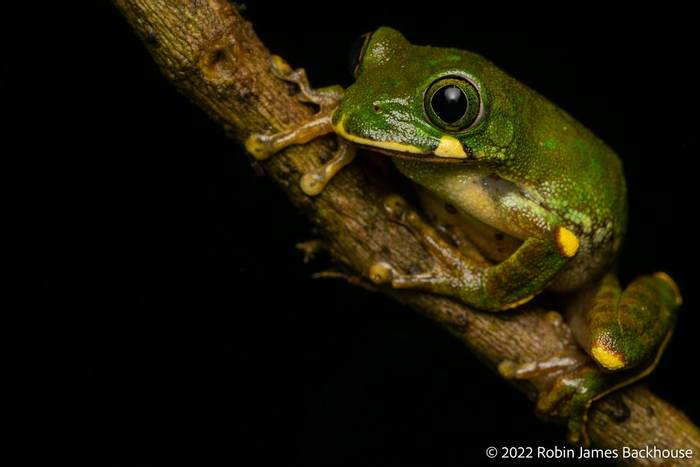 Mackay's Forest Treefrog (Leptopelis mackayi) © Robin James Backhouse