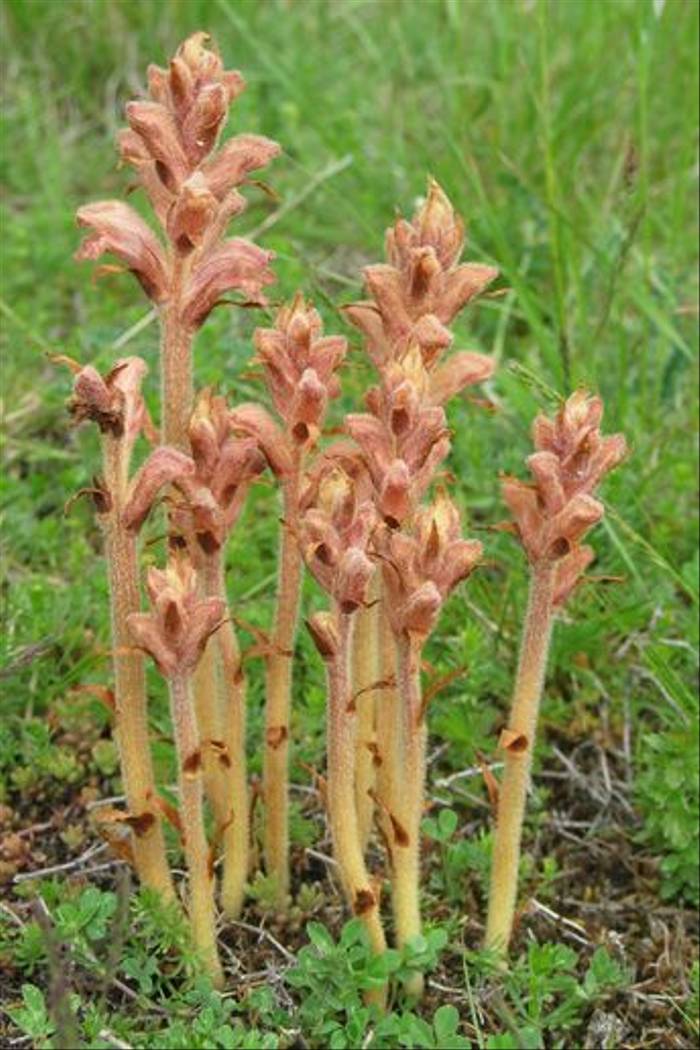 <i>Orobanche caryophyllacea</i>