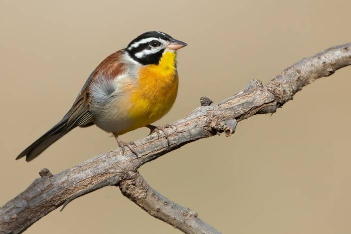 Golden-breasted Bunting