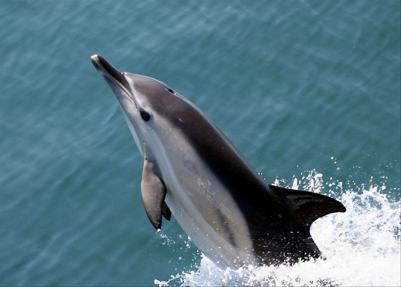 Common Dolphin © Tom Brereton Image