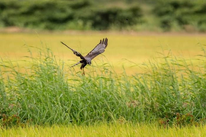 Long-winged Harrier © A J Bradshaw, March 2026 tour