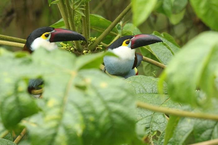 Black-billed Mountain Toucans © Robin Smith