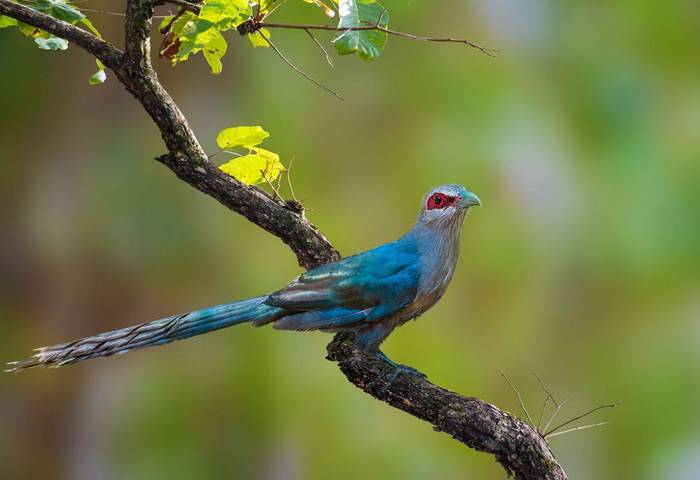 Green-billed Malkoha