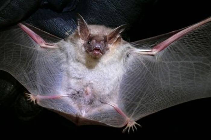Lesser Mouse-eared Bat (Roy Taylor)