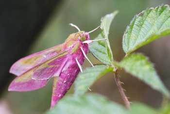 Elephant Hawkmoth, Josh Phangurha