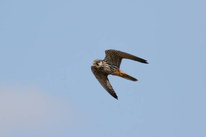 Hobby shutterstock_684404059.jpg