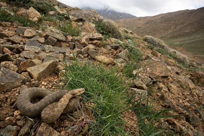 Mountain Viper (Vipera monticola) © Simone Giachello, May 2025 tour