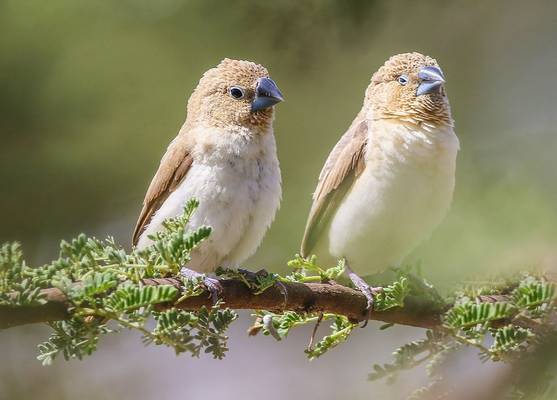 African Silverbill