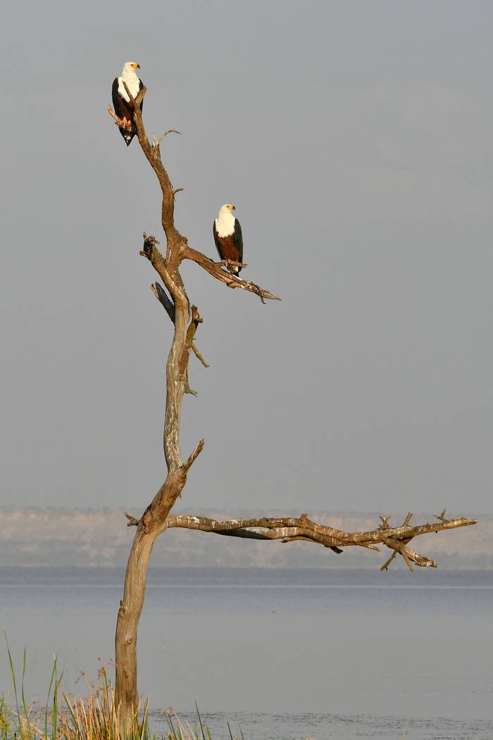 African Fish Eagle © Helen Pinchin