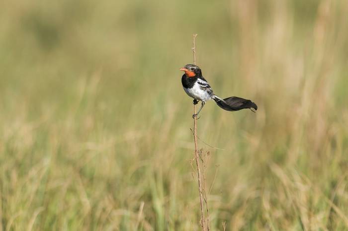 Strange-tailed Tyrant, Paraguay shutterstock_519757510.jpg