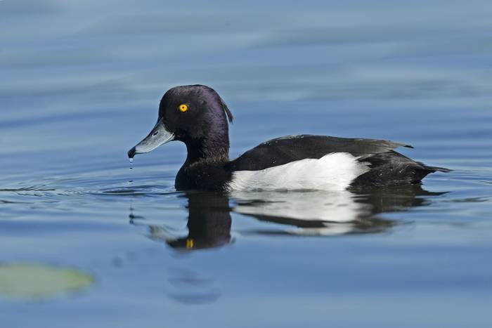 Tufted Duck shutterstock_730510042.jpg Tufted Duck shutterstock_730510042.jpg