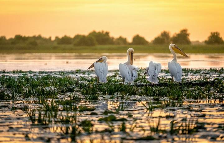 Sunrise in the Danube Delta with Pelican birds colony Sunrise in the Danube Delta with Pelican birds colony