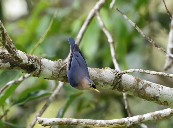 Sulphur-billed Nuthatch (Luzon)