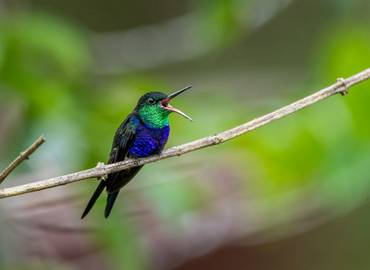 Suriname - A Wildlife Photography Tour